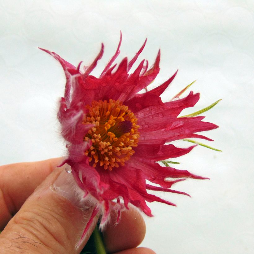Küchenschelle Papageno - Pulsatilla vulgaris (Flowering)