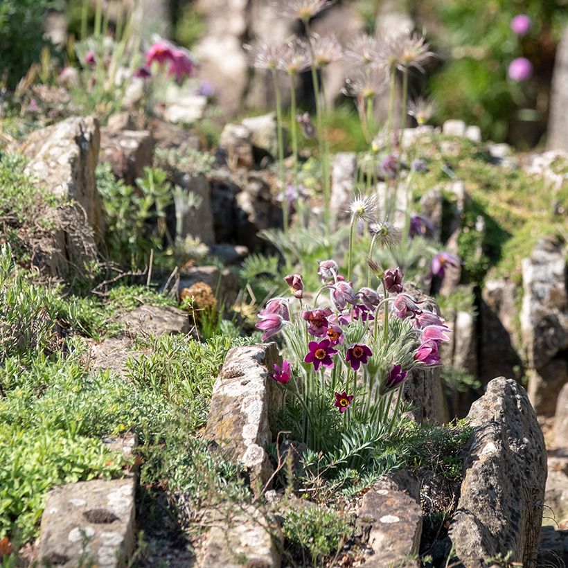 Küchenschelle Röde Klokke - Pulsatilla vulgaris (Plant habit)