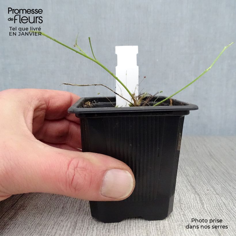 Exemplar von Küchenschelle Röde Klokke - Pulsatilla vulgaris Kleine Töpfe von 7/8 cm wie im Winter geliefert