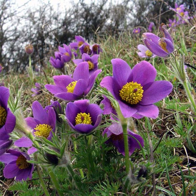 Küchenschelle Violet - Pulsatilla vulgaris (Flowering)