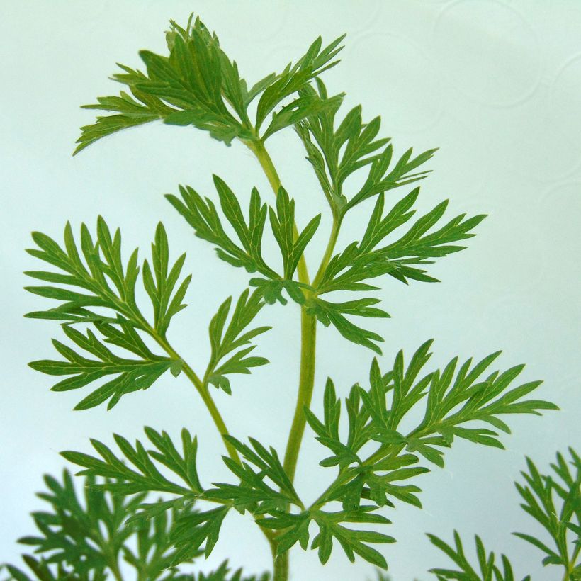 Küchenschelle Violet - Pulsatilla vulgaris (Foliage)