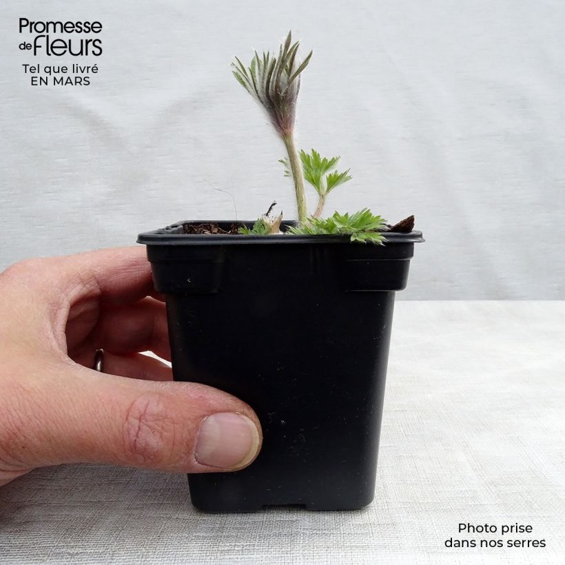 Exemplar von Küchenschelle Violet - Pulsatilla vulgaris Kleine Töpfe von 7/8 cm wie im Frühjahr geliefert