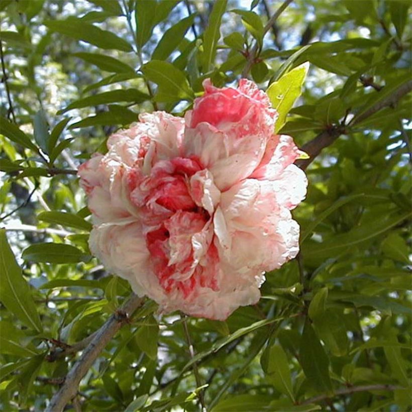 Punica granatum California Sunset - Granatapfelbaum (Flowering)