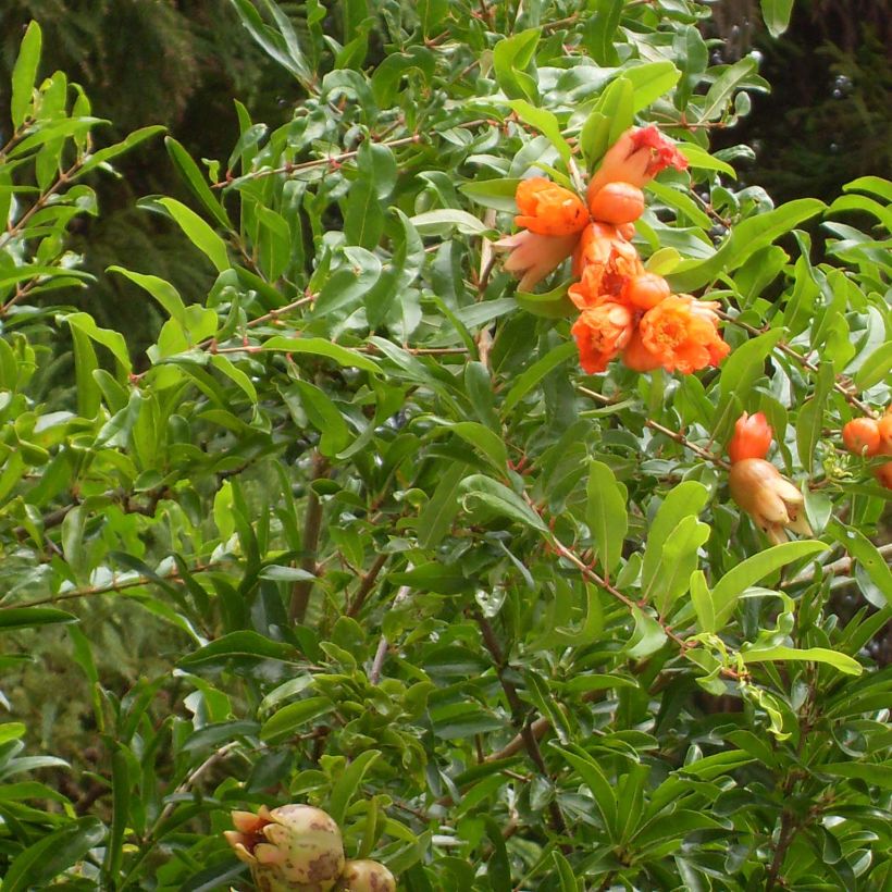 Punica granatum Maxima Rubra - Granatapfelbaum (Foliage)