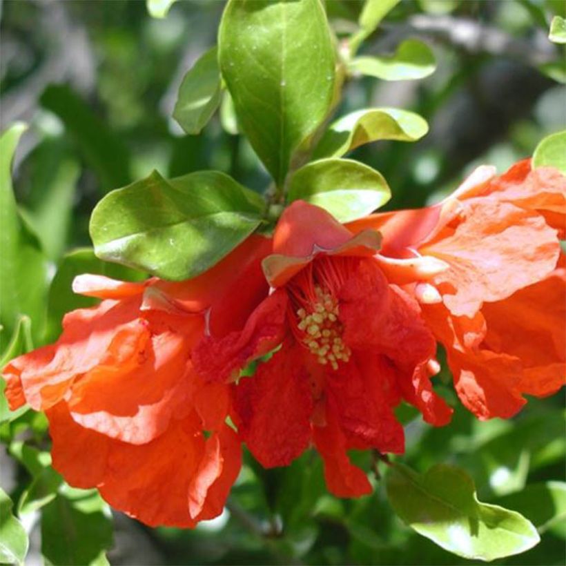 Punica granatum Maxima Rubra - Granatapfelbaum (Flowering)