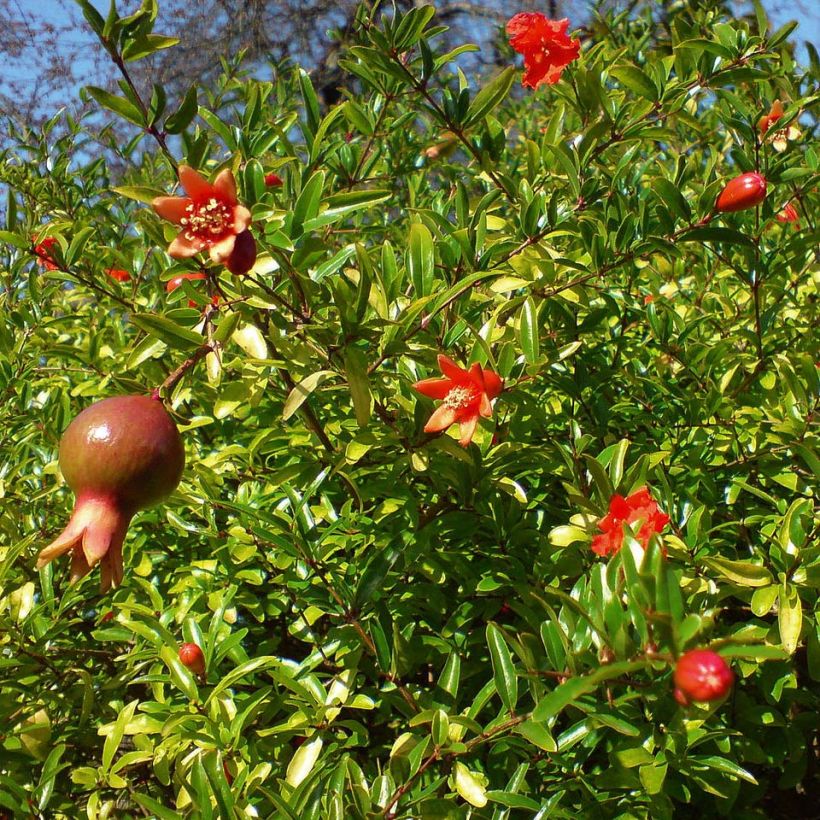Granatapfelbaum Nana - Punica granatum (Foliage)