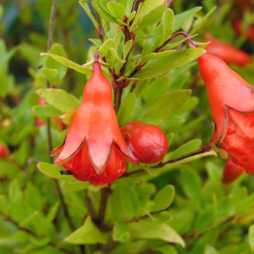 Granatapfelbaum Nana - Punica granatum (Flowering)