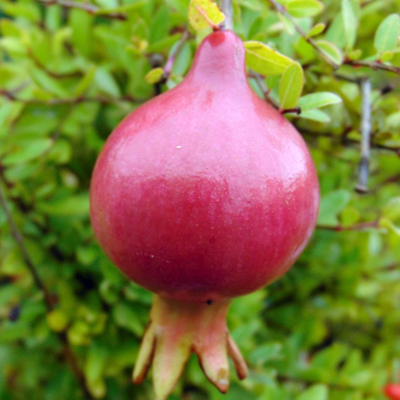 Granatapfelbaum Nana - Punica granatum (Harvest)