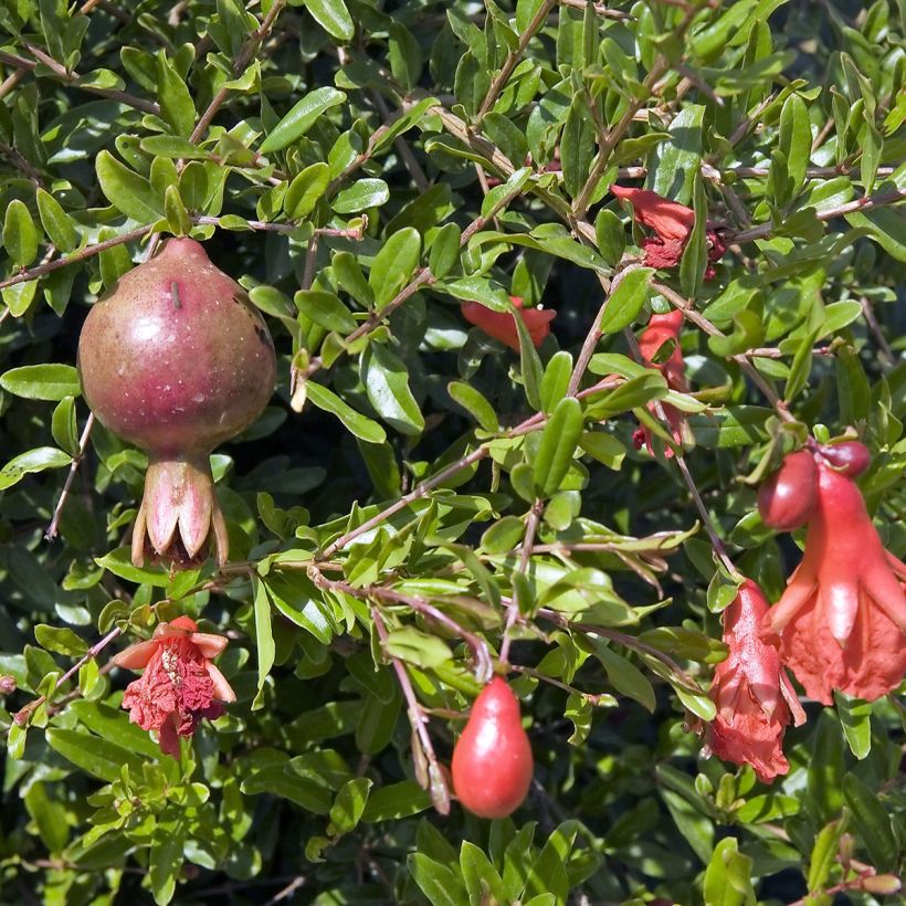 Granatapfelbaum Nana - Punica granatum (Laub)