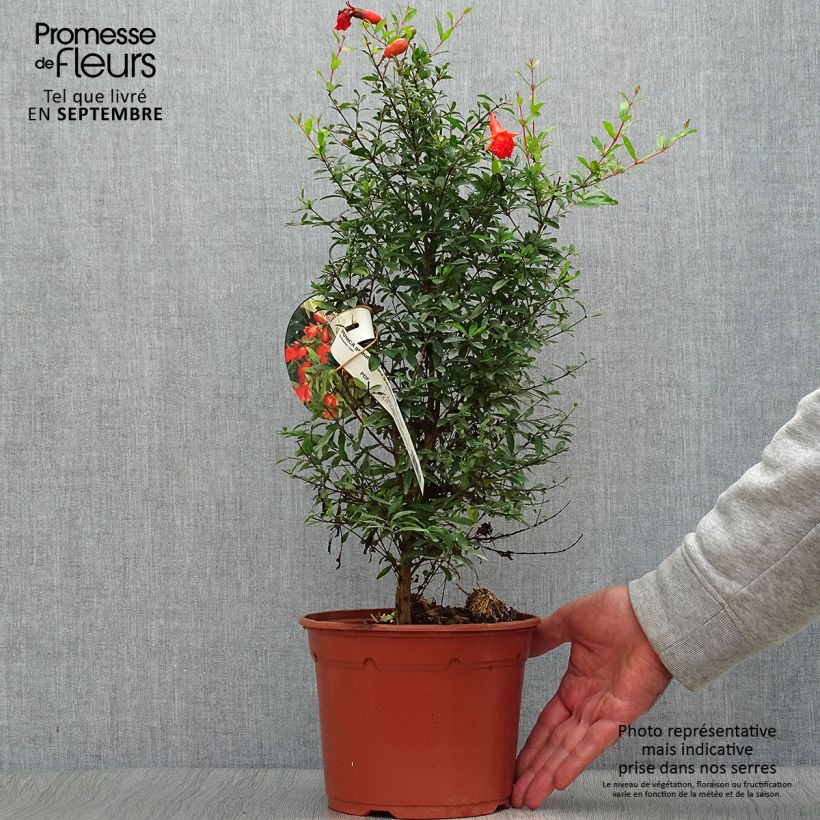 Example of Granatapfelbaum Nana - Punica granatum Topf mit 2L/3L as you get in automne