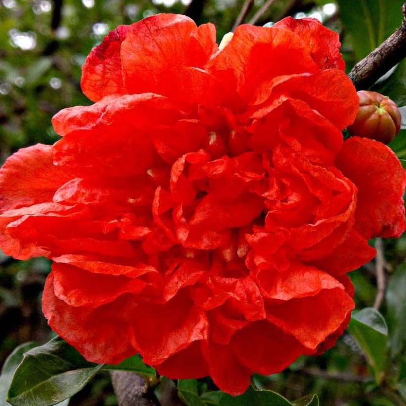 Punica granatum Noshi Shibari - Granatapfelbaum (Flowering)