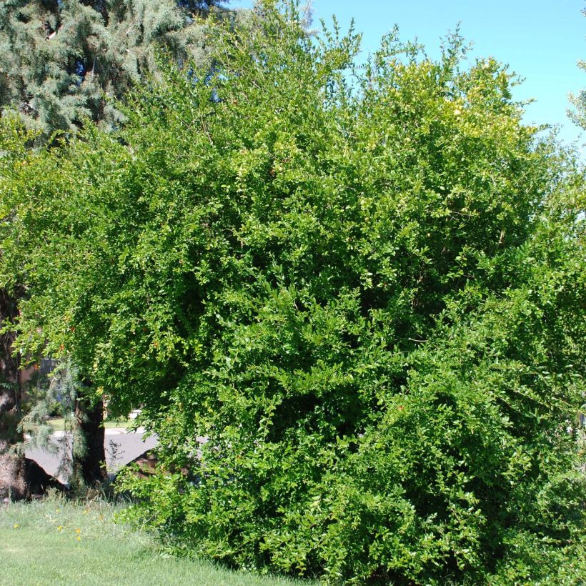 Granatapfelbaum Wonderful - Punica granatum (Plant habit)