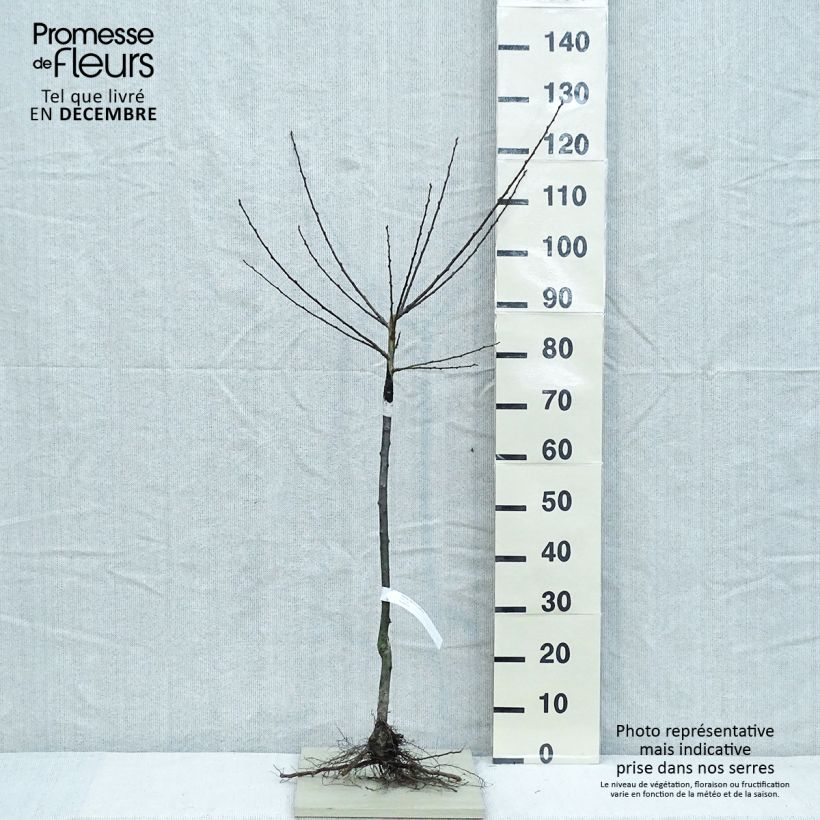 Example of Pflaume Dorée ou verte Reneklode - Prunus domestica Wurzelnackt, Gobelet-Form as you get in hiver