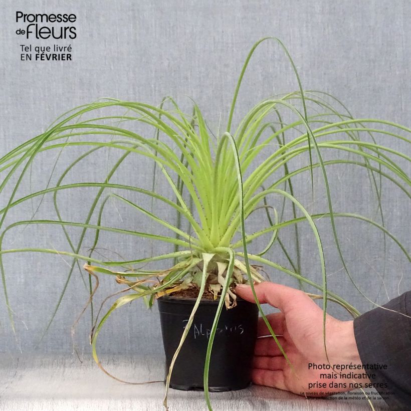 Exemplar von Puya alpestris Topf mit 2L/3L wie im Winter geliefert