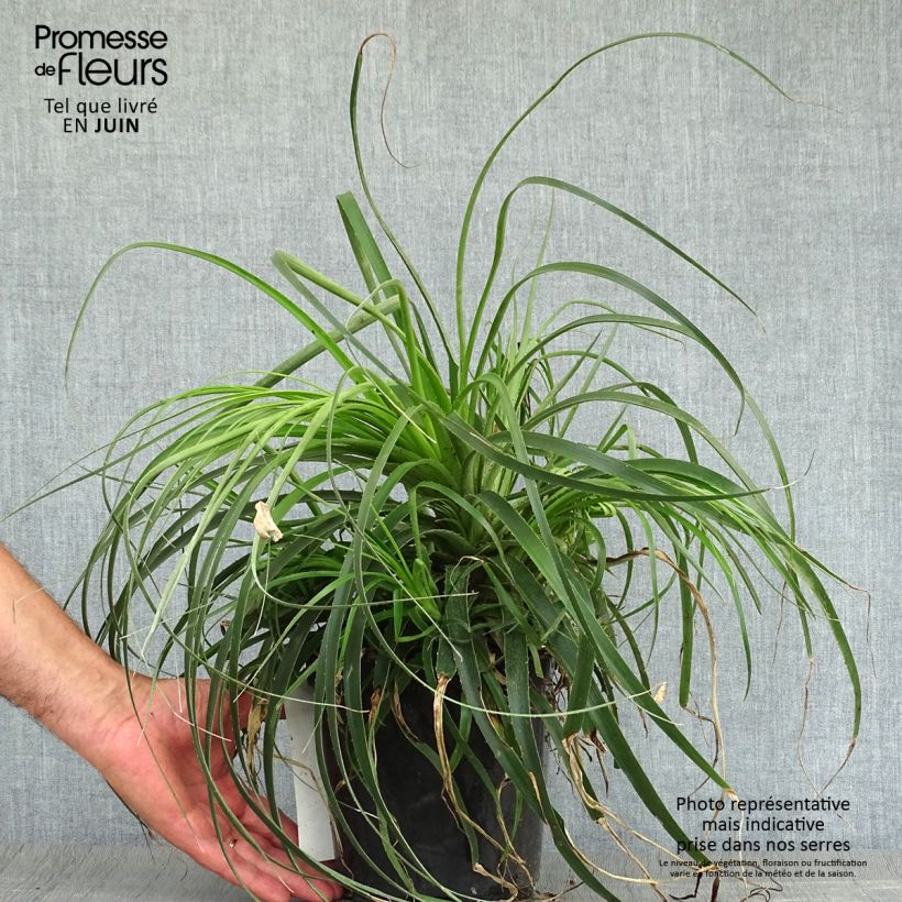 Exemplar von Puya alpestris Topf mit 2L/3L wie im Sommer geliefert