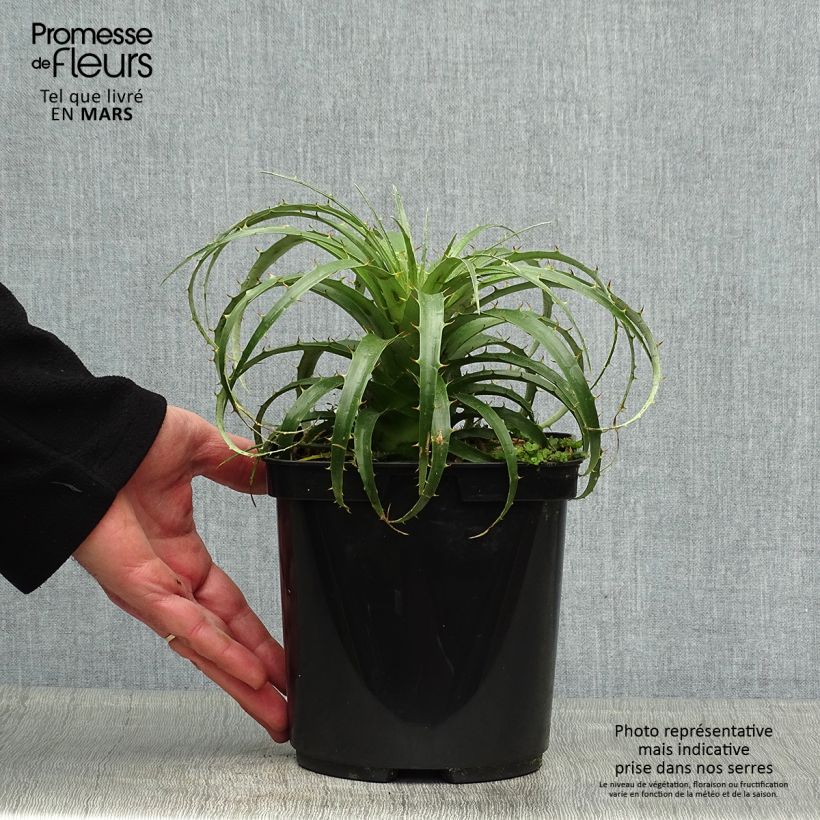 Exemplar von Puya berteroniana Topf mit 2L/3L wie im Frühjahr geliefert