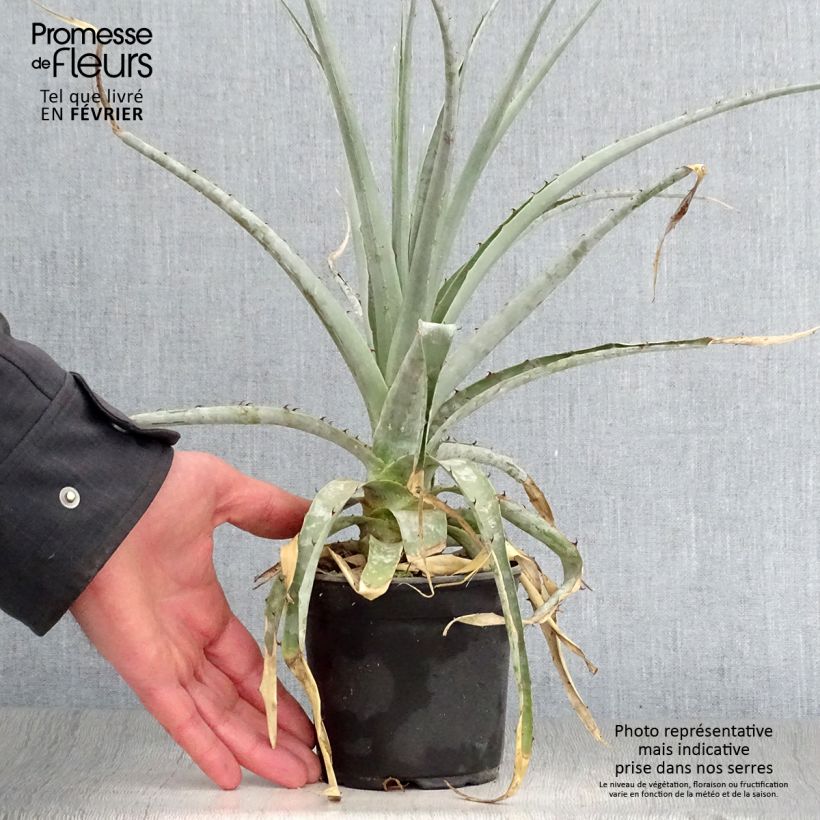 Exemplar von Puya castellanosii Topf 12 cm / 13 cm wie im Winter geliefert