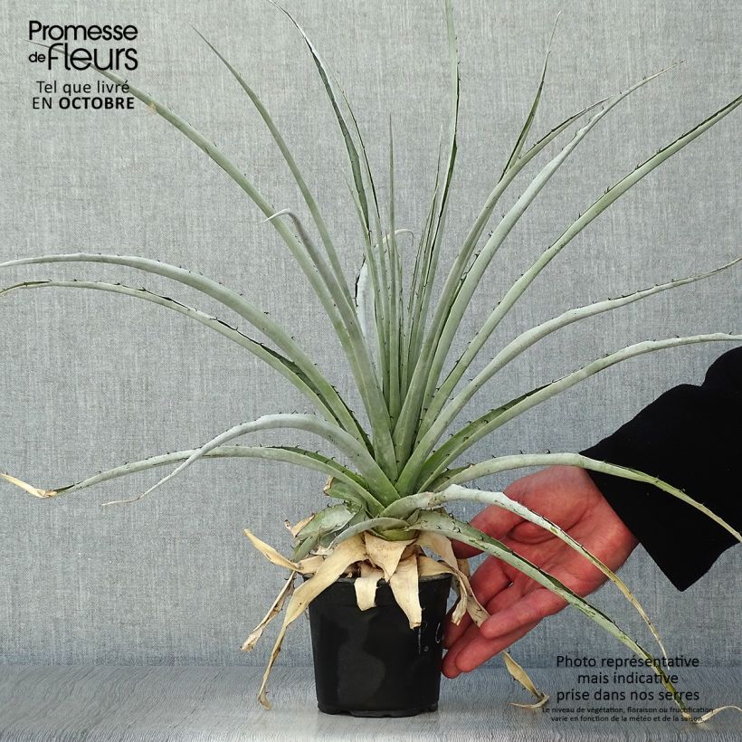 Example of Puya castellanosii Topf 12 cm / 13 cm as you get in automne