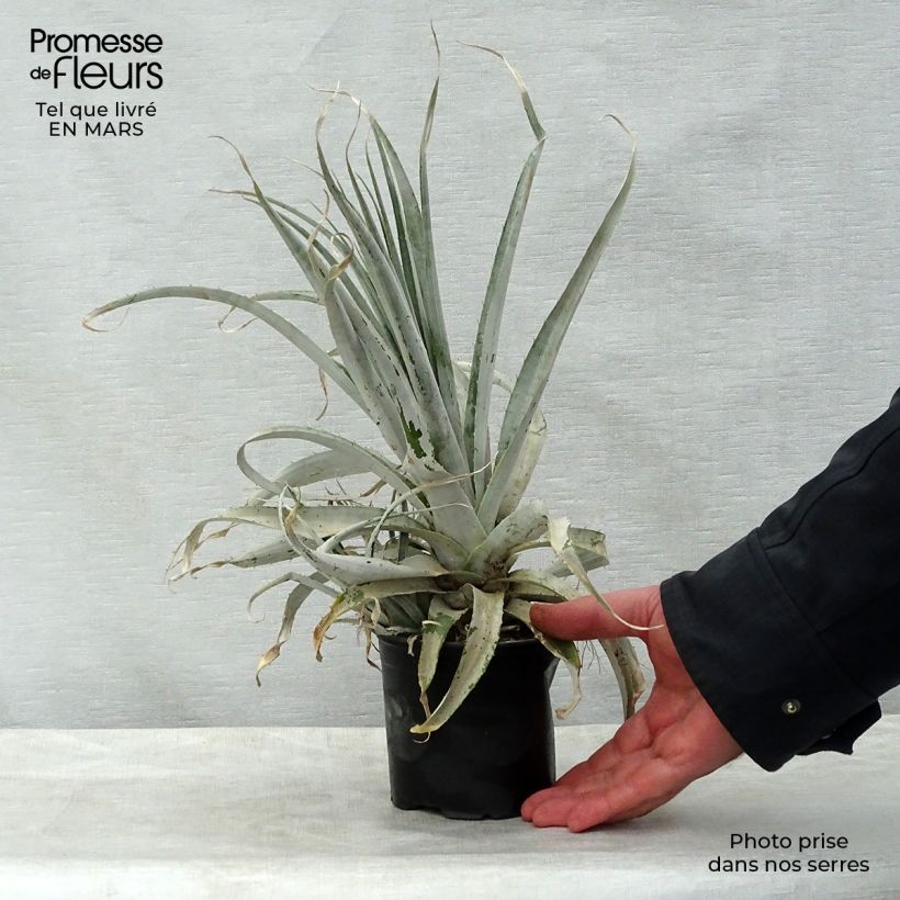 Example of Puya harmsii Topf 12 cm / 13 cm as you get in printemps