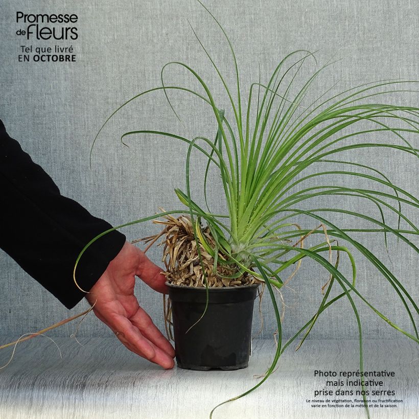 Example of Puya mirabilis Topf 12 cm / 13 cm as you get in automne