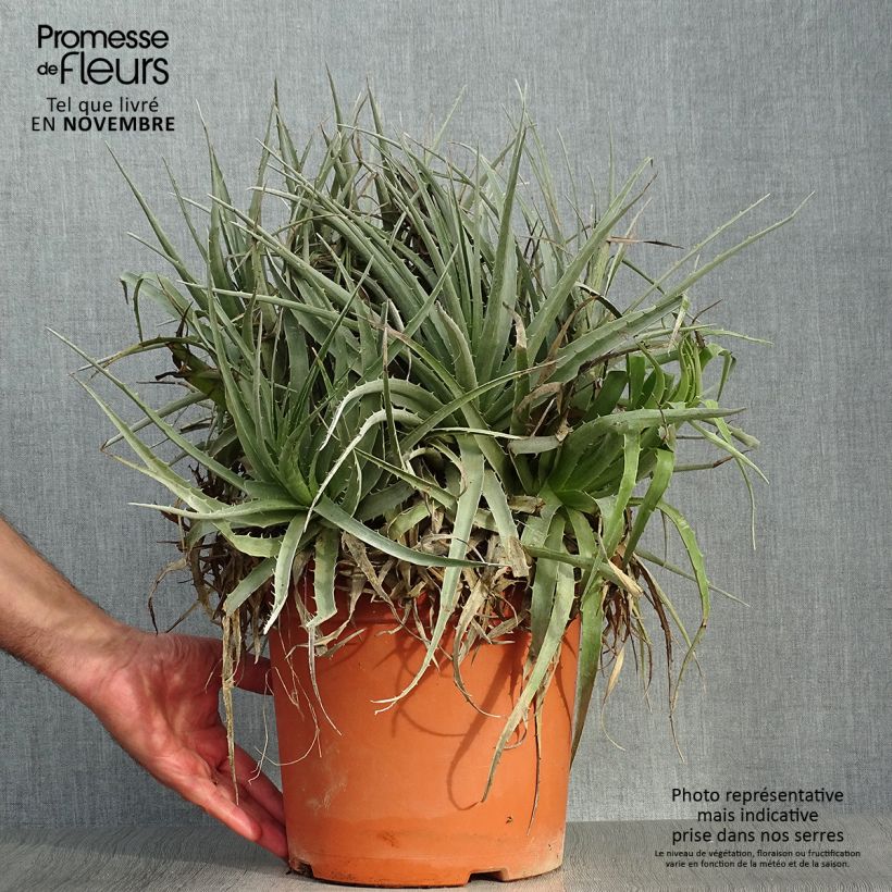 Example of Puya venusta Topf mit 7,5L/10L as you get in automne
