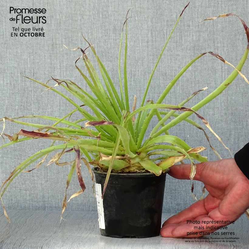 Example of Puya weberbaueri Topf mit 3L/4L as you get in automne