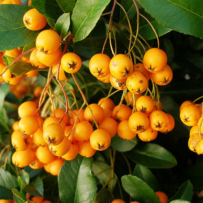 Feuerdorn Golden Charmer - Pyracantha (Harvest)