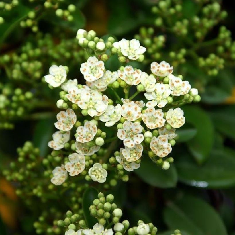 Feuerdorn Mohave - Pyracantha coccinea (Flowering)