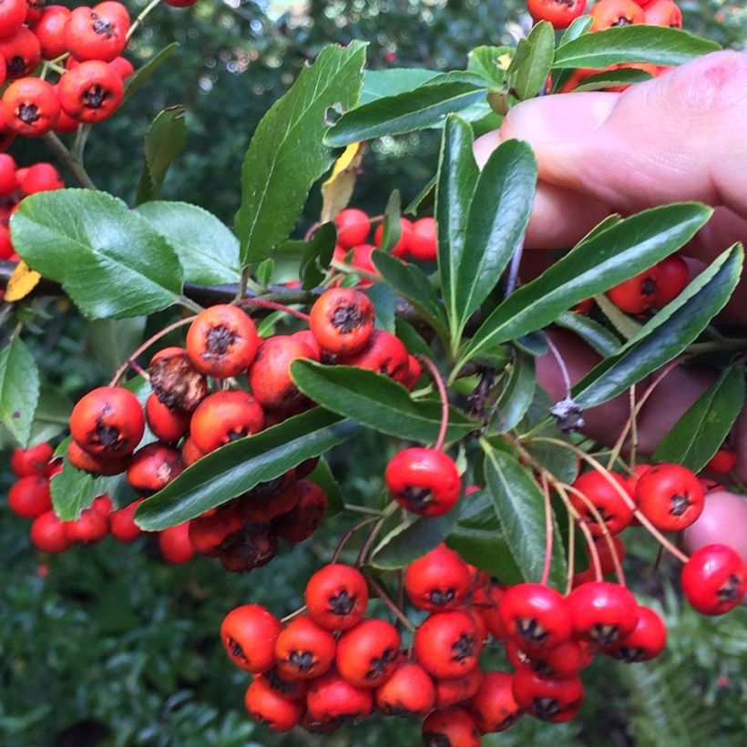 Feuerdorn Mohave - Pyracantha coccinea (Harvest)