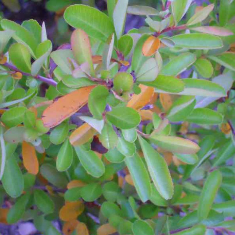 Feuerdorn Orange Glow - Pyracantha (Foliage)