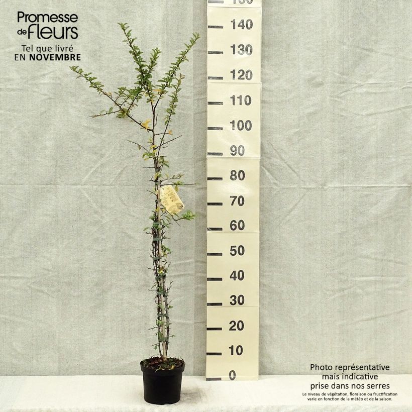Example of Feuerdorn Orange Glow - Pyracantha Topf mit 2L/3L as you get in automne