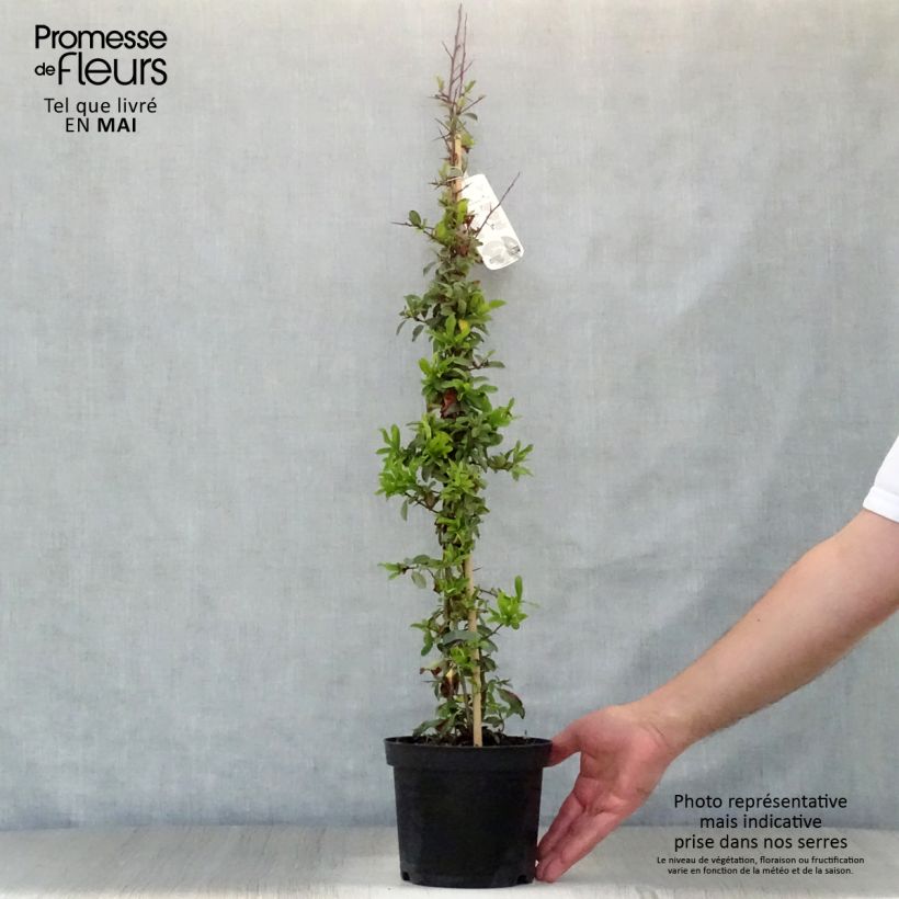 Exemplar von Feuerdorn Orange Glow - Pyracantha Topf mit 2L/3L wie im Frühjahr geliefert