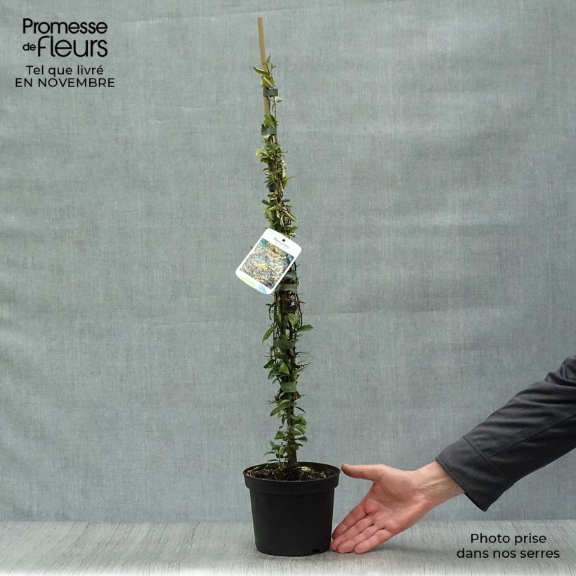 Example of Feuerdorn Soleil d'or - Pyracantha Topf mit 2L/3L as you get in automne
