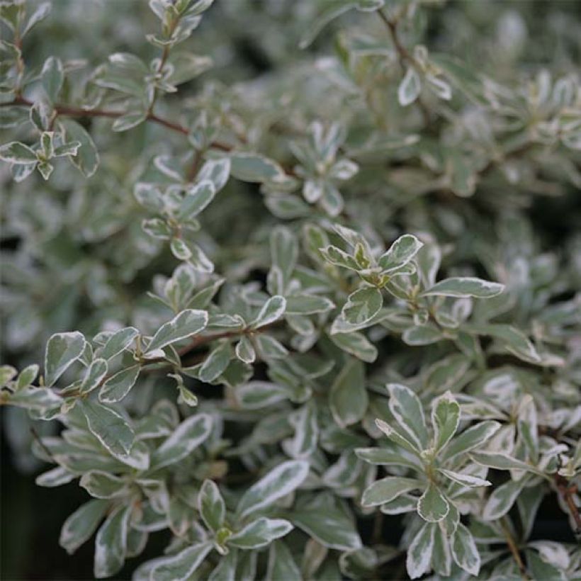 Feuerdorn Sparkler - Pyracantha palustris (Foliage)
