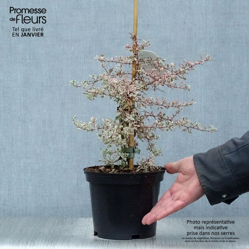 Exemplar von Feuerdorn Sparkler - Pyracantha palustris Topf mit 2L/3L wie im Winter geliefert
