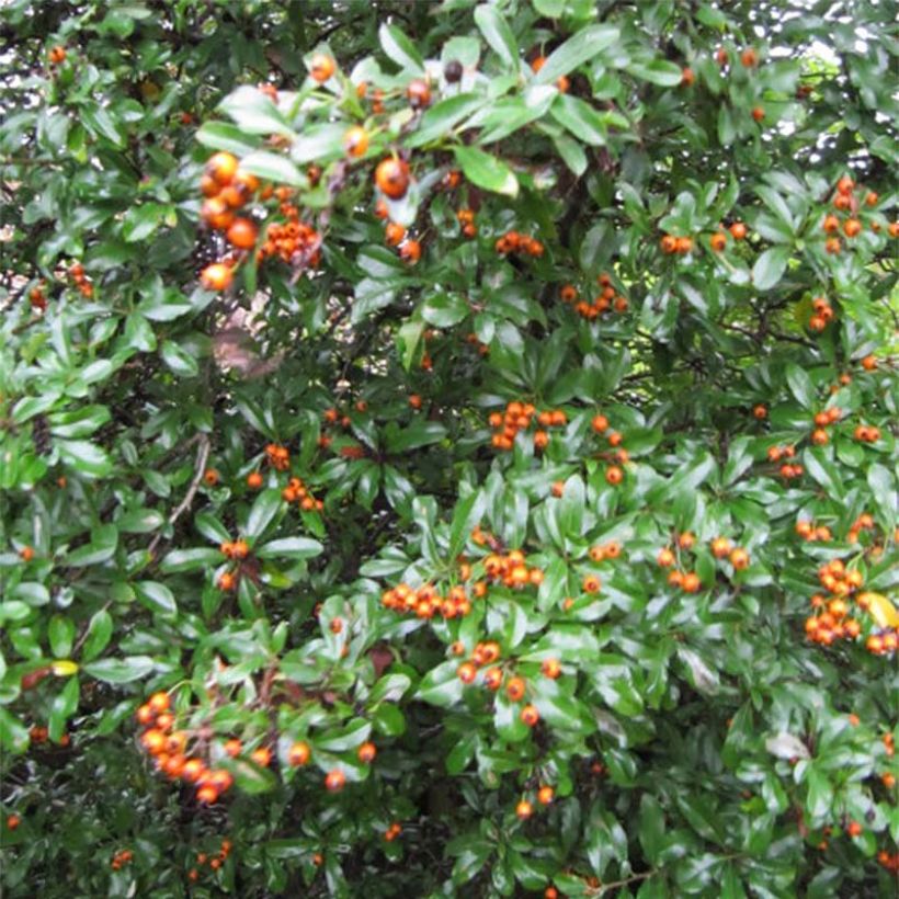 Feuerdorn Teton - Pyracantha (Foliage)