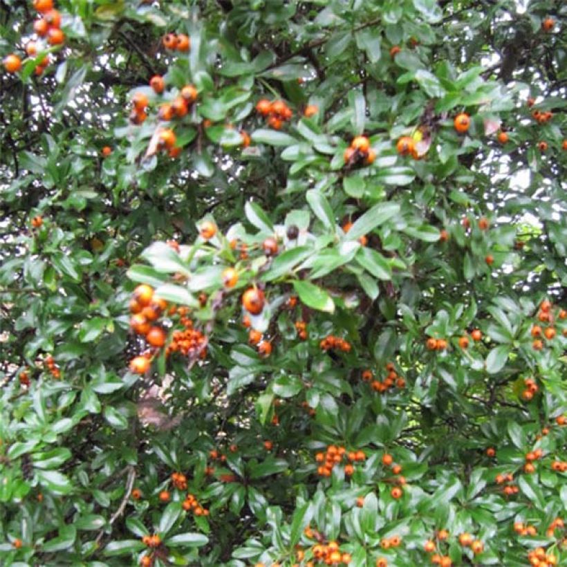 Feuerdorn Teton - Pyracantha (Plant habit)