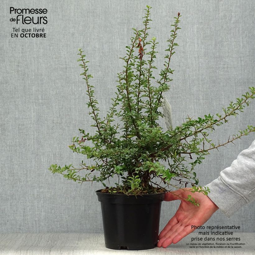 Example of Feuerdorn Teton - Pyracantha Topf mit 2L/3L as you get in automne