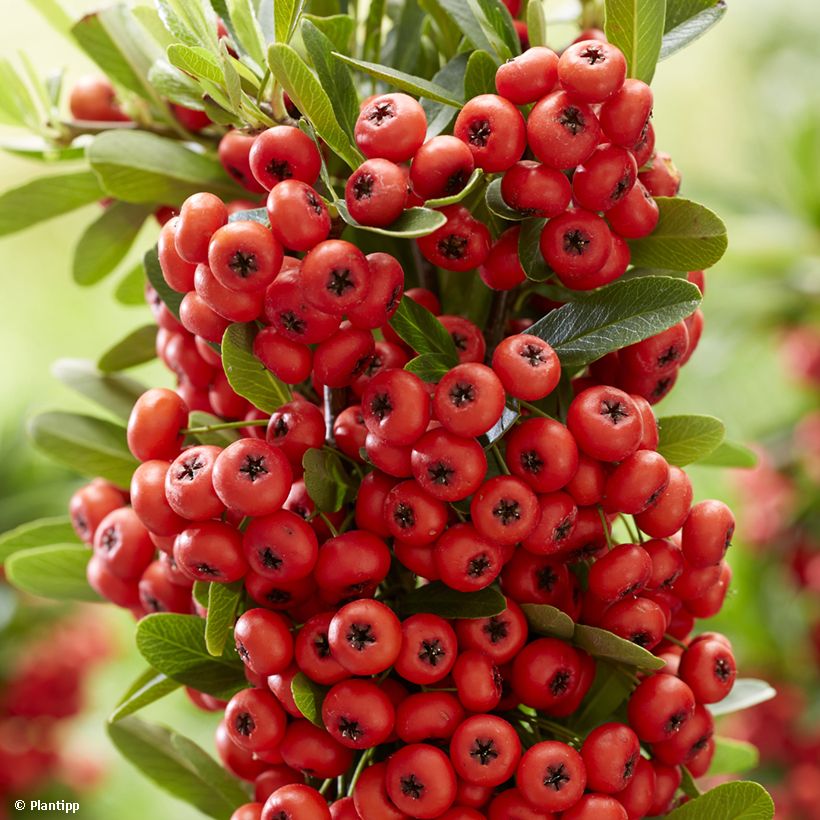 Feuerdorn Red Star - Pyracantha coccinea (Harvest)