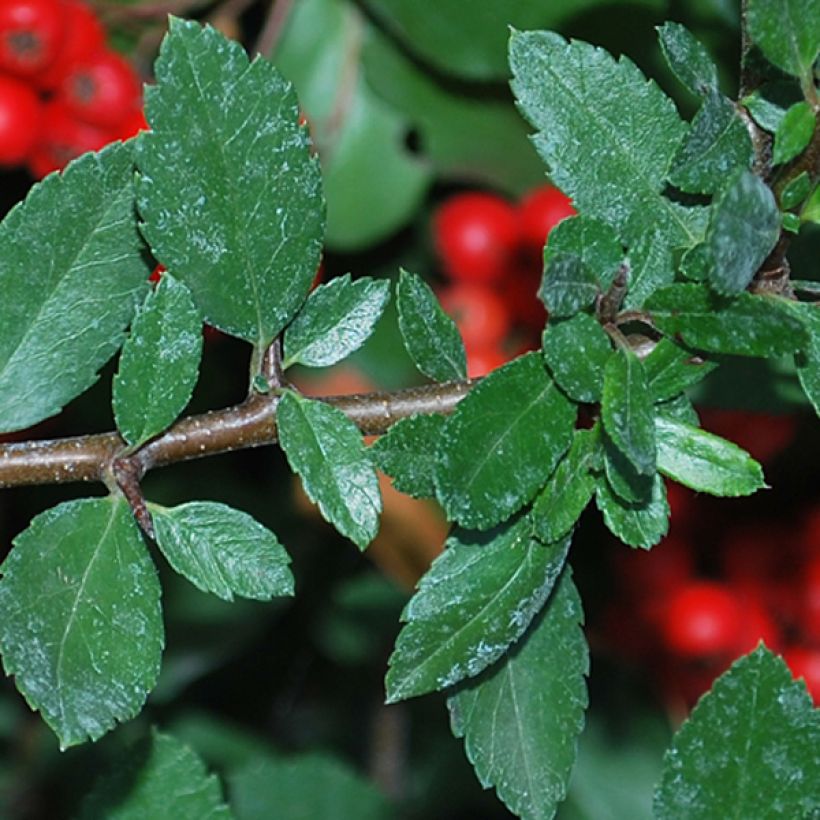 Feuerdorn Red Column - Pyracantha coccinea (Foliage)