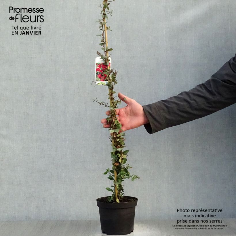 Exemplar von Feuerdorn Red Column - Pyracantha coccinea Topf mit 2L/3L wie im Winter geliefert