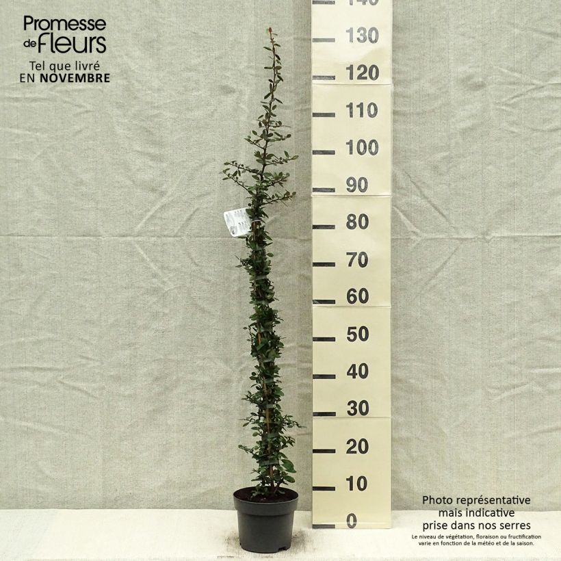 Example of Feuerdorn Red Column - Pyracantha coccinea Topf mit 2L/3L as you get in automne