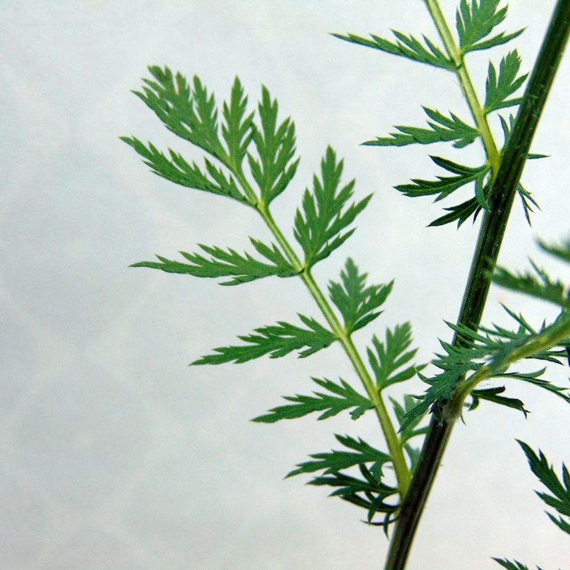 Tanacetum coccineum Robinson Rose - Rotblütige Wucherblume (Foliage)