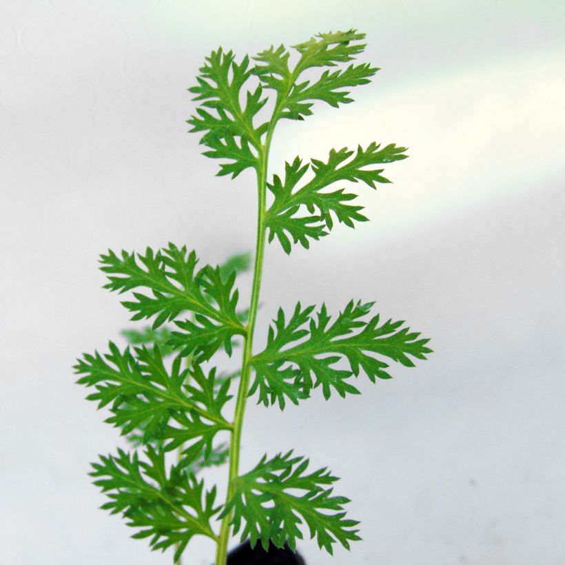 Tanacetum coccineum Robinson's Red - Rotblütige Wucherblume (Foliage)