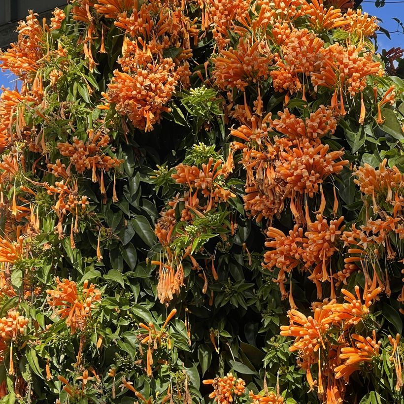 Pyrostegia venusta - Feuerranke (Hafen)