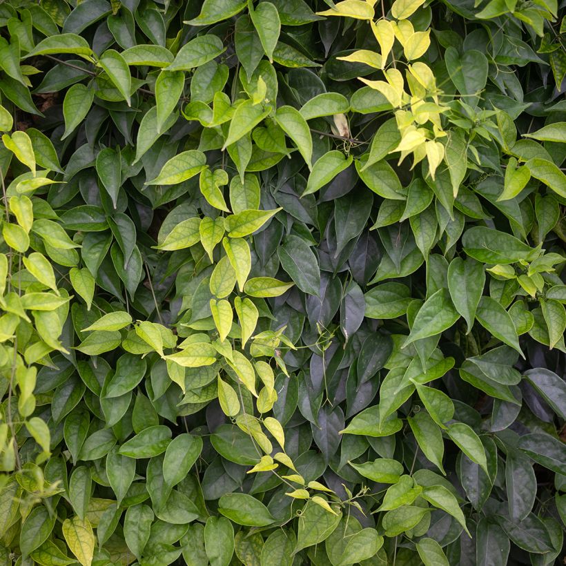 Pyrostegia venusta - Feuerranke (Foliage)