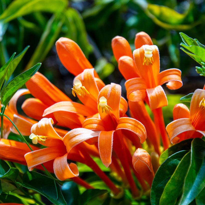 Pyrostegia venusta - Feuerranke (Flowering)