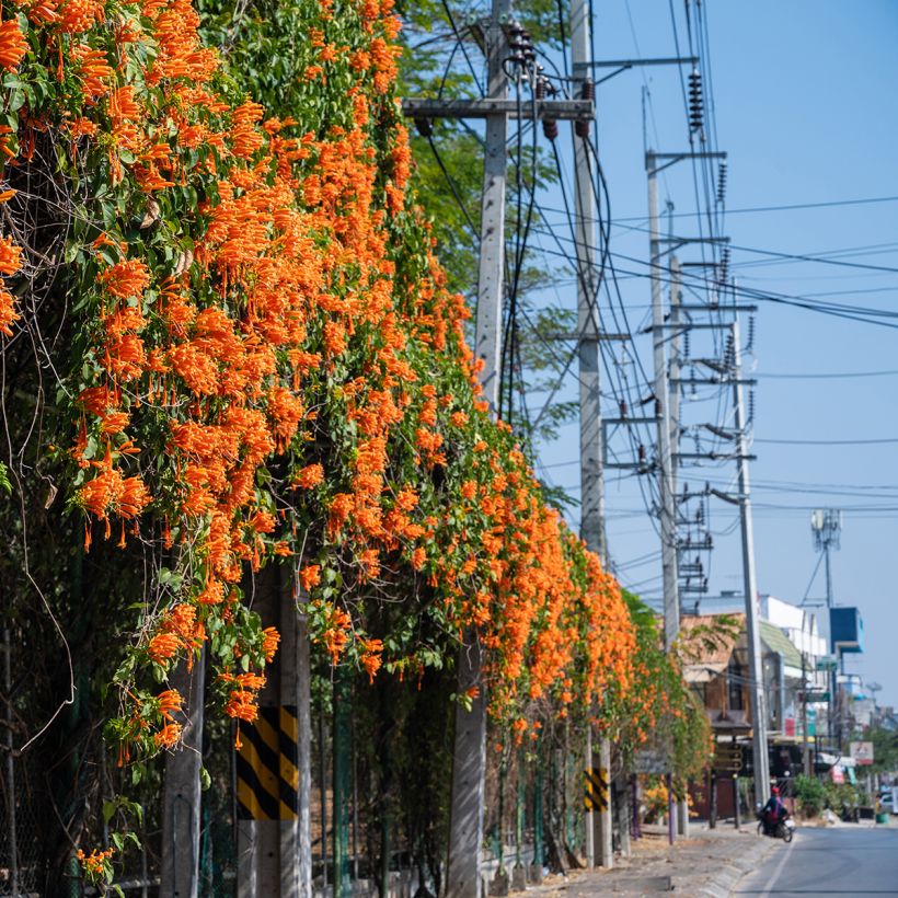 Pyrostegia venusta - Feuerranke (Plant habit)