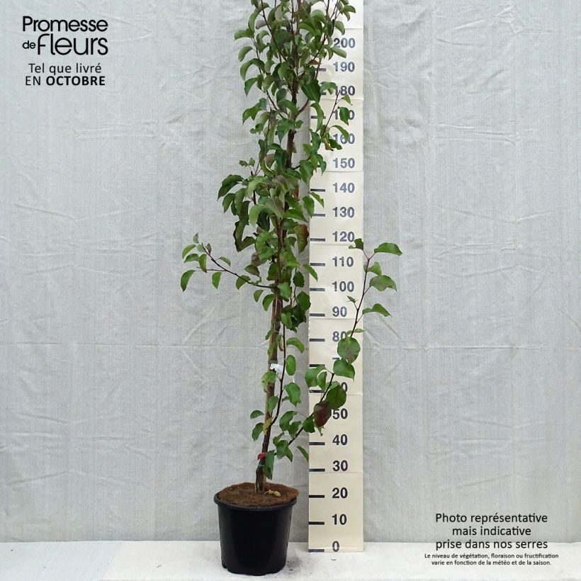 Example of Chinesische Wildbirne Chanticleer - Pyrus calleryana Topf mit 12L/15L as you get in automne