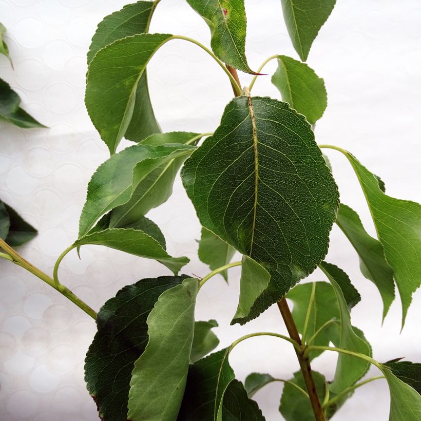 Chinesische Wildbirne Chanticleer - Pyrus calleryana (Foliage)